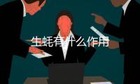 生蚝有什么作用