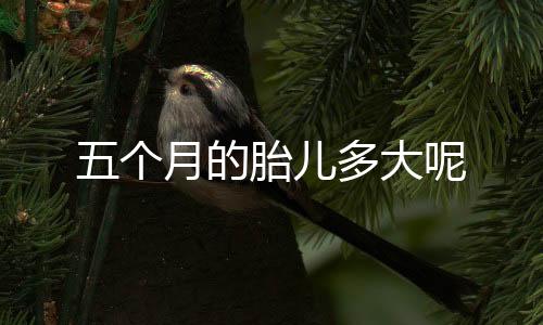 五个月的胎儿多大呢