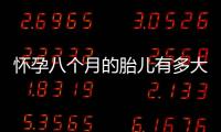 怀孕八个月的胎儿有多大