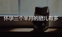 怀孕三个半月的胎儿有多大