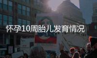 怀孕10周胎儿发育情况，怀孕10周的注意事项