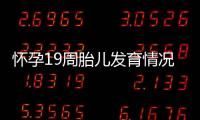 怀孕19周胎儿发育情况，怀孕19周的注意事项