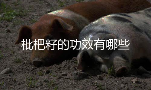 枇杷籽的功效有哪些