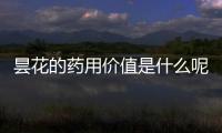 昙花的药用价值是什么呢