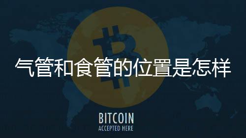 气管和食管的位置是怎样的？