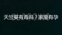 天竺葵有毒吗？家里有孕妇能养天竺葵吗？