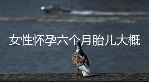 女性怀孕六个月胎儿大概多大