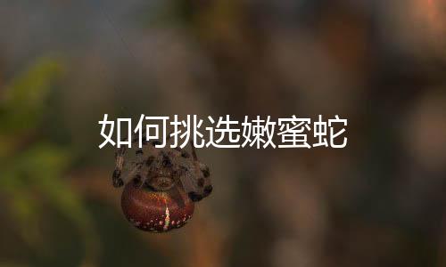 如何挑选嫩蜜蛇