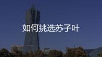 如何挑选苏子叶