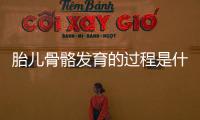 胎儿骨骼发育的过程是什么？