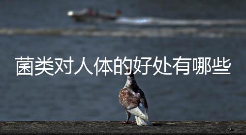 菌类对人体的好处有哪些？