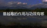 蔓越莓的作用与功效有哪些