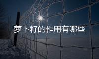 萝卜籽的作用有哪些
