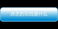 赤芝的功效是什么