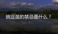 豌豆苗的禁忌是什么？