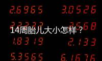 14周胎儿大小怎样？